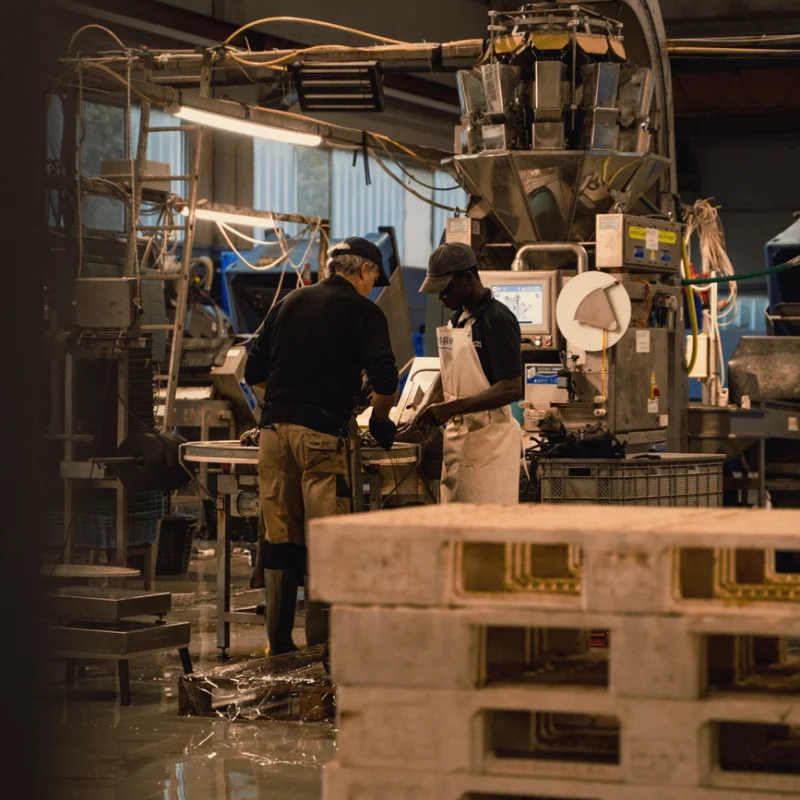 Due operatori lavorano insieme in un impianto di lavorazione dei mitili, circondati da macchinari industriali, nastri, cavi e pallet impilati, con il pavimento bagnato e luci artificiali che illuminano l’area.