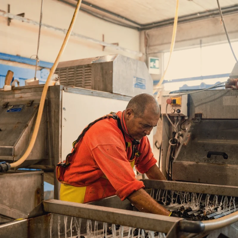 Operatore in maglia rossa e grembiule giallo che lava e seleziona mitili all’interno di una vasca in acciaio, circondato da macchinari e tubi industriali in un impianto di lavorazione.