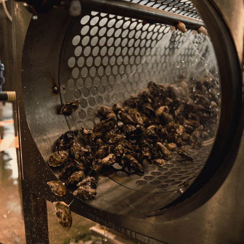 Ostriche in un tamburo metallico forato mentre vengono lavate da getti d’acqua dall’alto, con i gusci che rotolano verso l’uscita e cadono in una cassetta sottostante.
