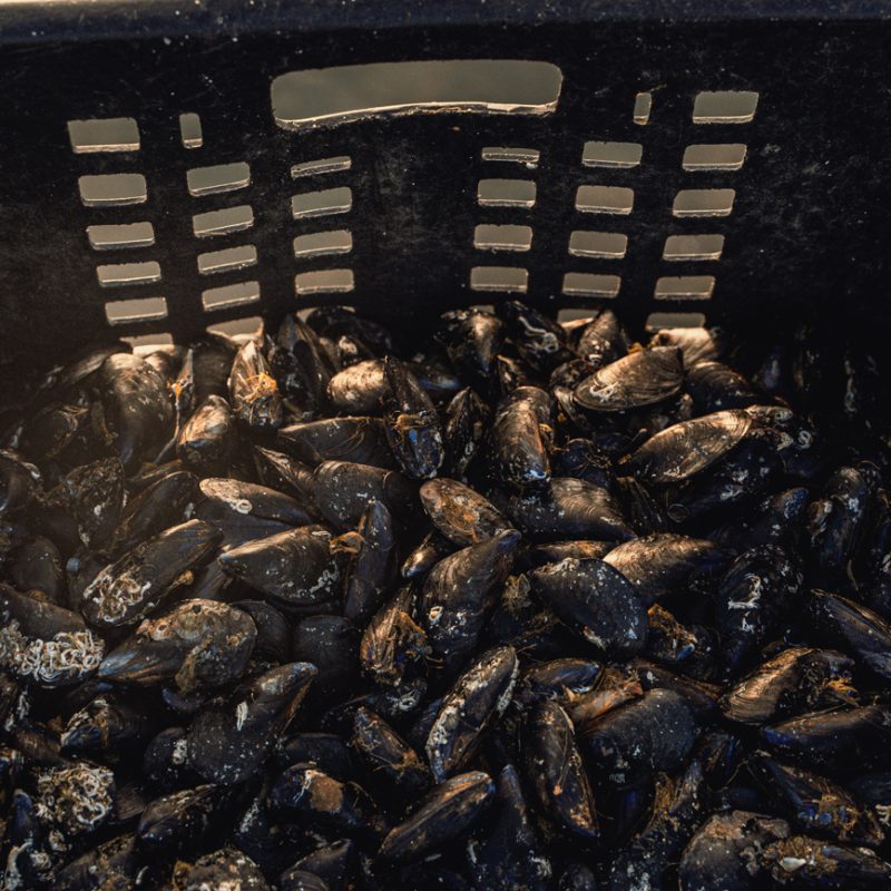 Primo piano di una cassetta nera forata, riempita di cozze fresche con gusci scuri e incrostazioni marine, illuminate da una luce calda laterale.