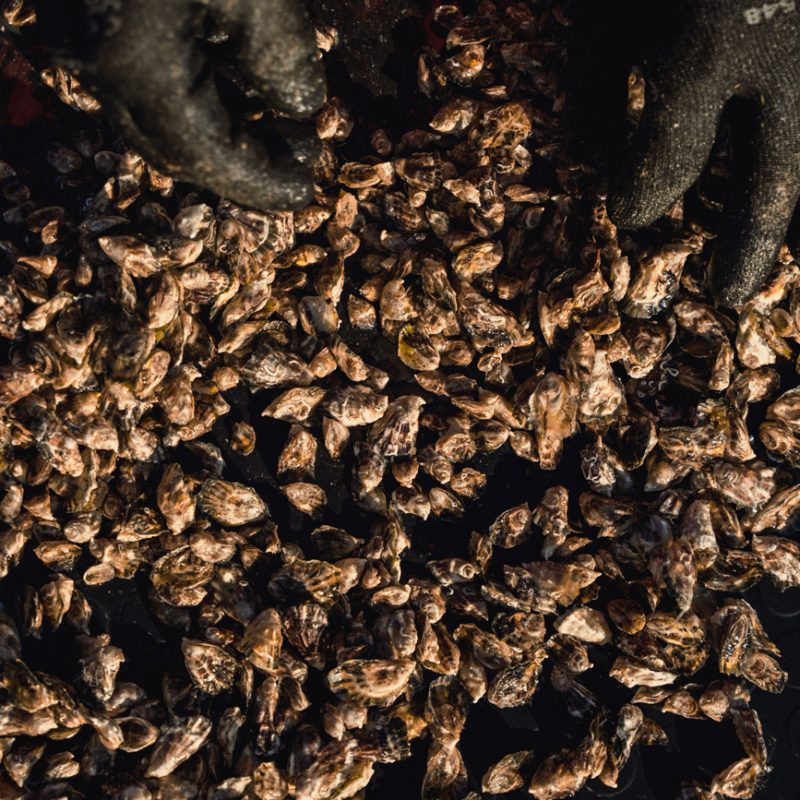 Mani con guanti da lavoro nere che selezionano un grande ammasso di piccole ostriche o mitili su una superficie scura, illuminate da luce calda laterale.