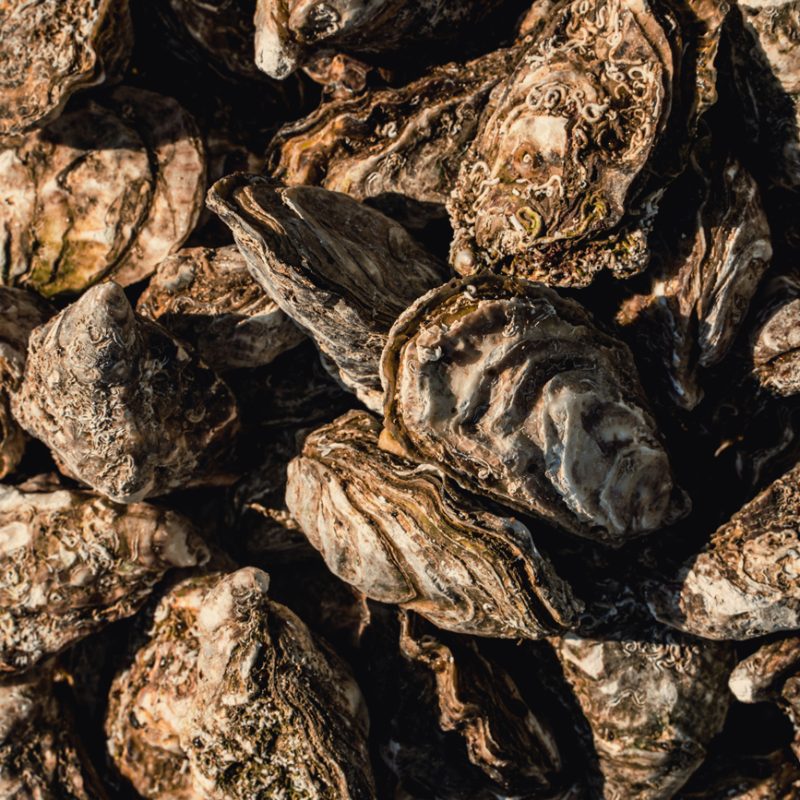 Primo piano ravvicinato di numerose ostriche intere, con gusci rugosi e stratificati dai toni marroni e grigi, illuminate da una luce calda laterale.