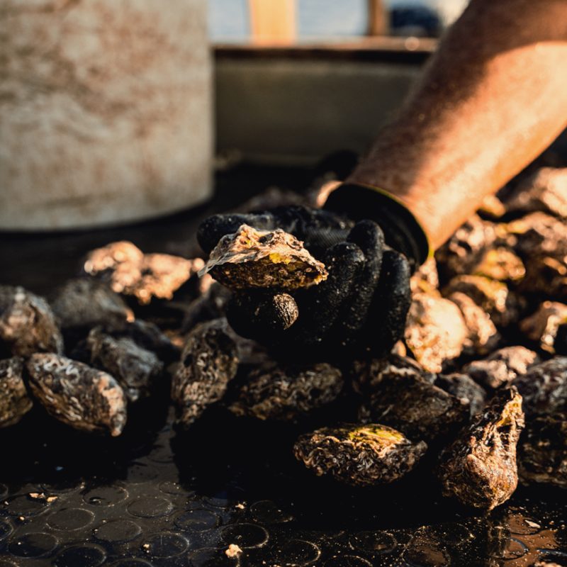 Mano con guanto nero che solleva un’ostrica sopra un piano bagnato, circondata da molte altre ostriche illuminate da una luce calda; sullo sfondo si intravede parte dell’imbarcazione.