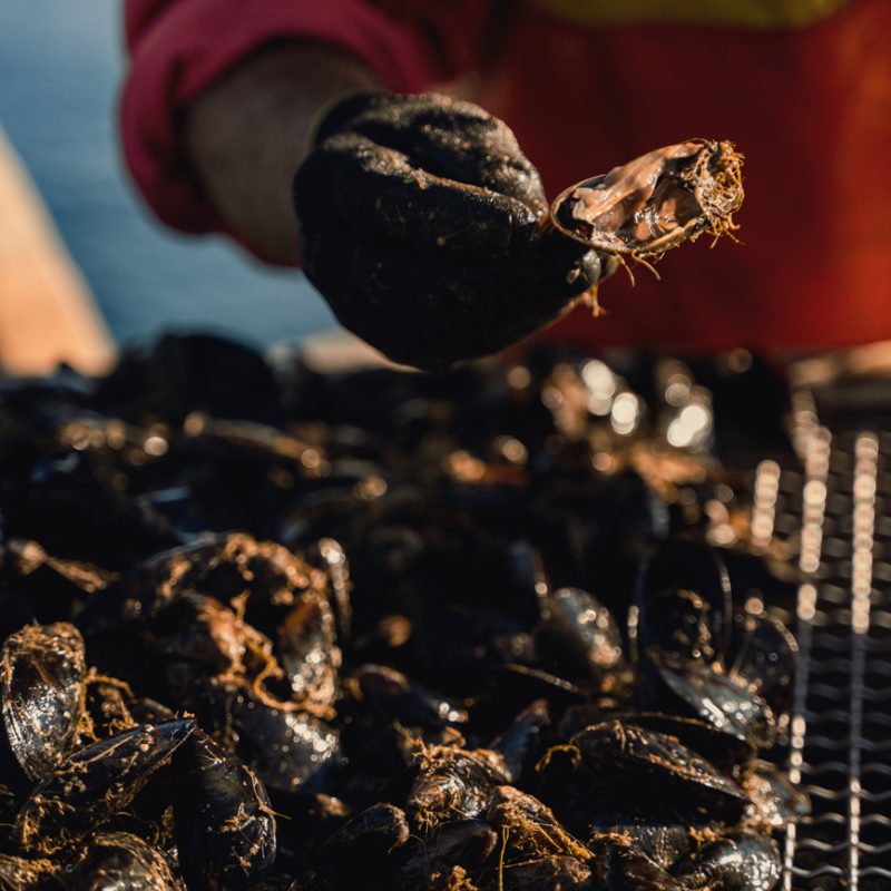 Primo piano di una mano con guanto nero che solleva una cozza da un grande mucchio di cozze fresche, illuminate dalla luce calda del sole; sullo sfondo si vede parzialmente la persona che le sta lavorando.