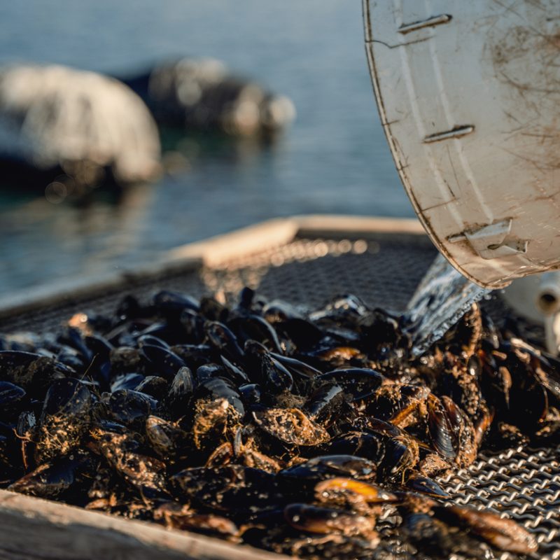 Un secchio bianco rovescia acqua su un grande setaccio pieno di mitili appena raccolti, con il mare sullo sfondo fuori fuoco.