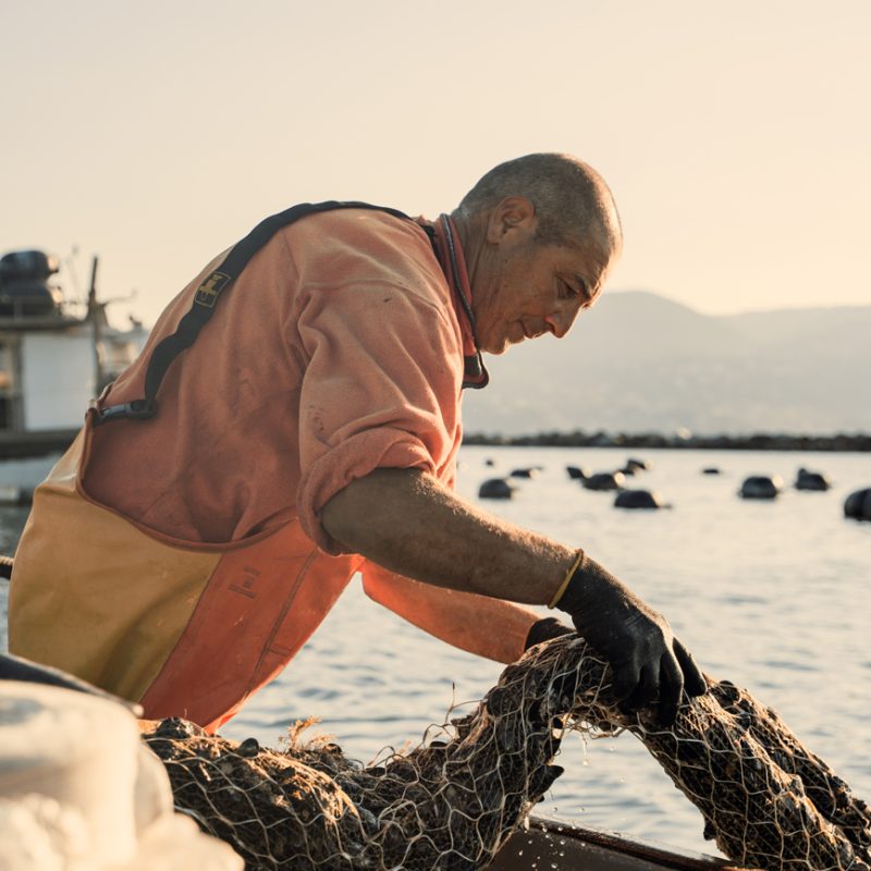 Mitilicoltore al lavoro su una barca mentre solleva una rete di cozze dall’acqua, con gli impianti di allevamento visibili sullo sfondo al tramonto.