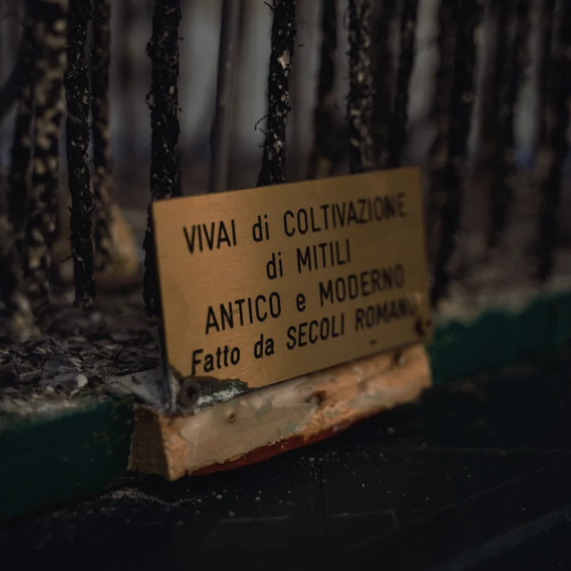 Primo piano di un modellino di vivai per la coltivazione dei mitili, con una targhetta in metallo che riporta la scritta “Vivai di coltivazione di mitili antico e moderno, fatto da secoli romani”.